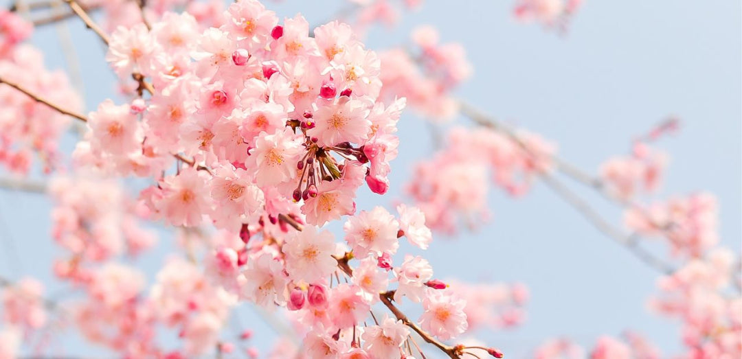Cherry blossoms blooming